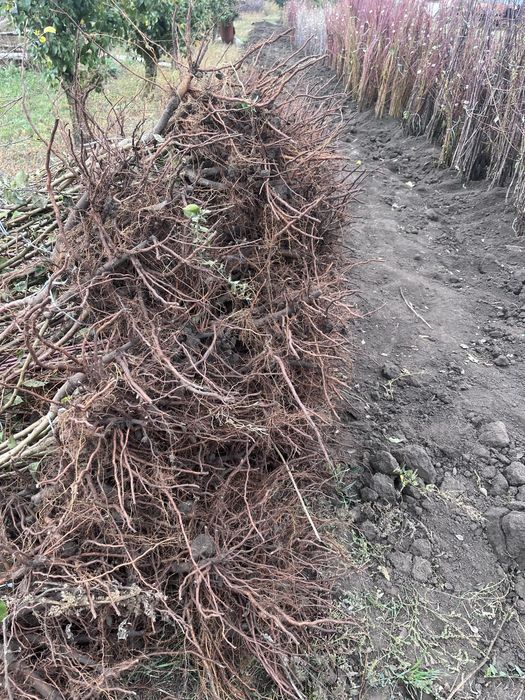 Яблуня, груша оптом саджанці