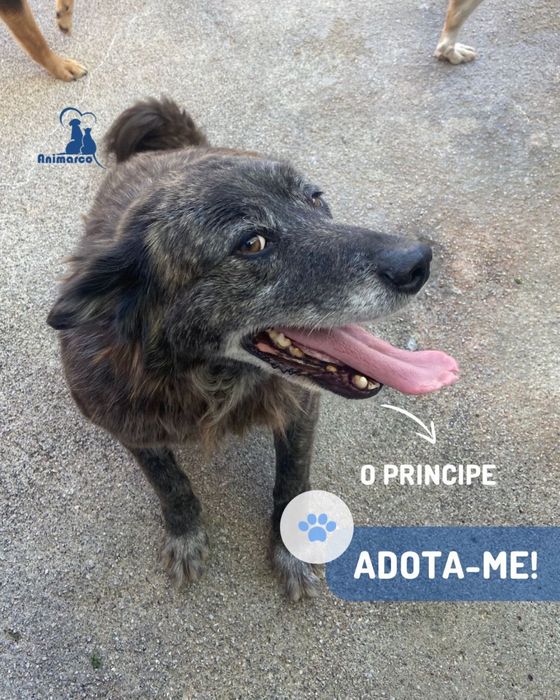 Principe - cao porte medio para adoção