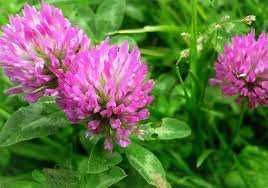 Насіння Люцерни,Конюшини,Райграсу.Семена Клевера