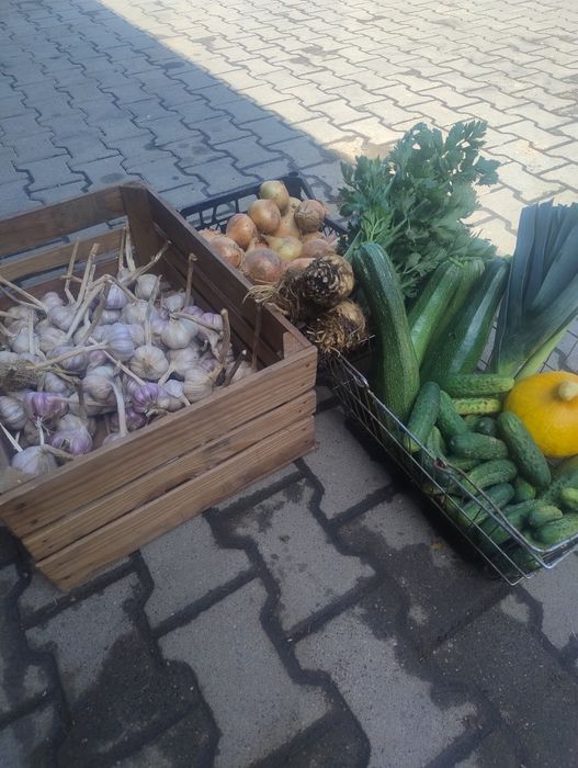 Sprzedam cukinię ziemniaka pora selera dynie cukinię czosnek ogórek