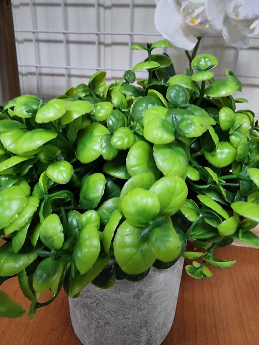 Sztuczny Bukszpan gipsowej doniczce jak żywy sztuczne bukszpany kwiaty