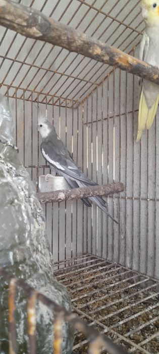 Caturras face branca