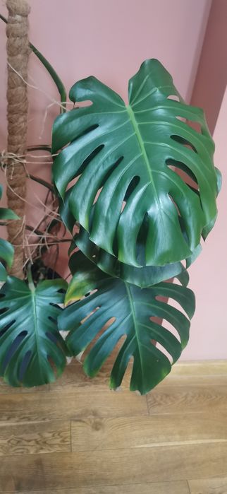 Monstera dziurawa z doniczką wysokość 150cm