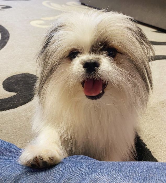 Кавалер шукає своє кохання