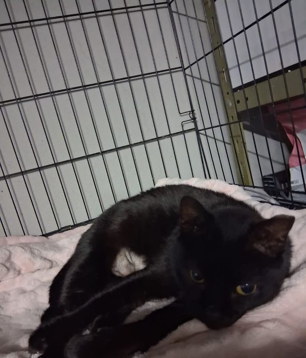 Gatinha com 1 aninho para adopção responsável