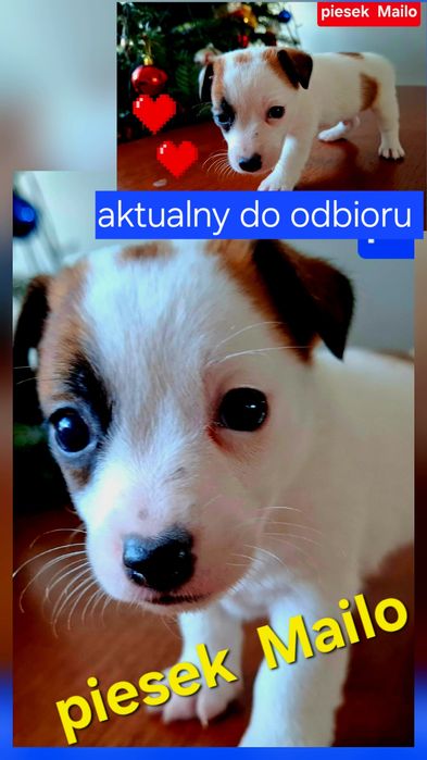 Piesek  3 miesięcznyJack Russell   JUŻ ODBIÓR   RODZICE W HODOWLI