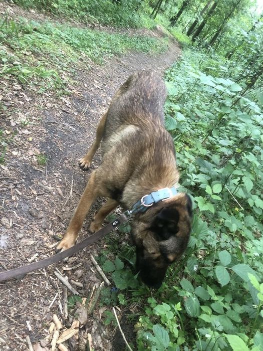 Lulu( VIP w schronisku) szuka odpowiedzialnego  domku