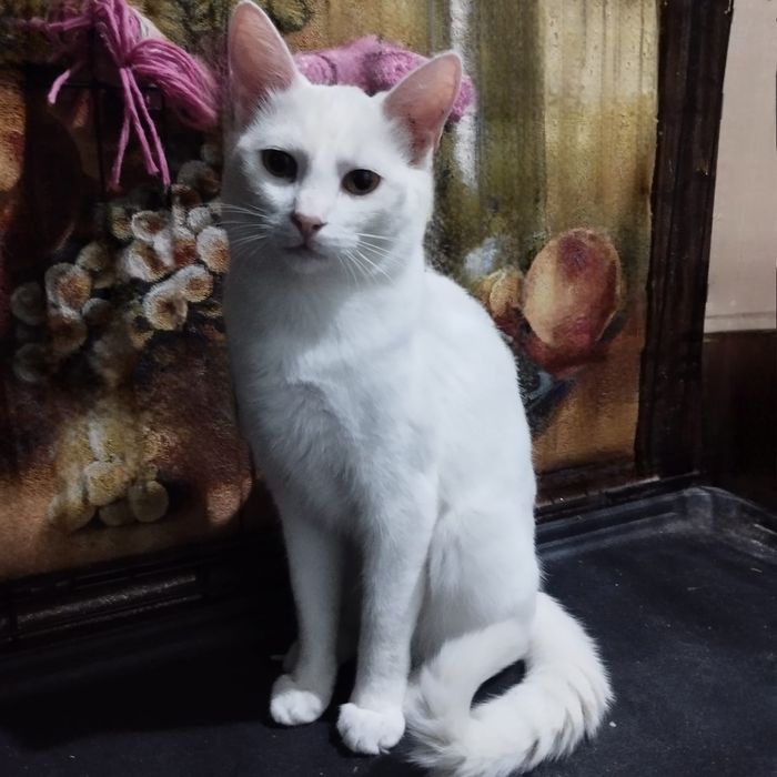 Отдам даром в добрые руки белого котика