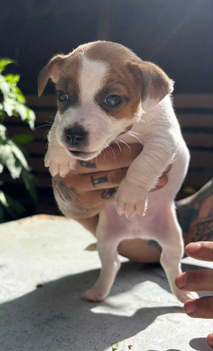 Jack Russell Terrier FCI szczeniaki