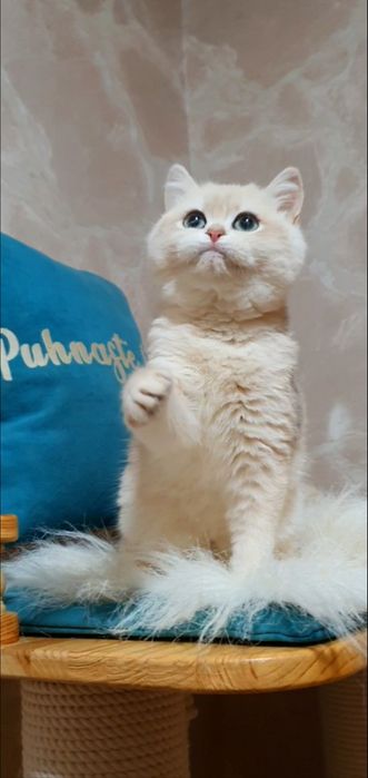 Блакитна золота завуальована британська шиншила