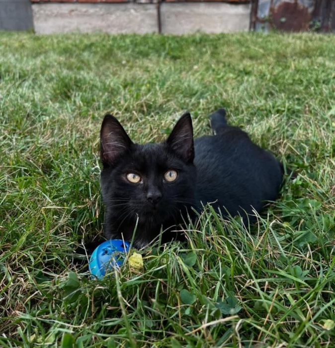 Oddam kota Lio czarny z wyprawką 100pln + zabawki