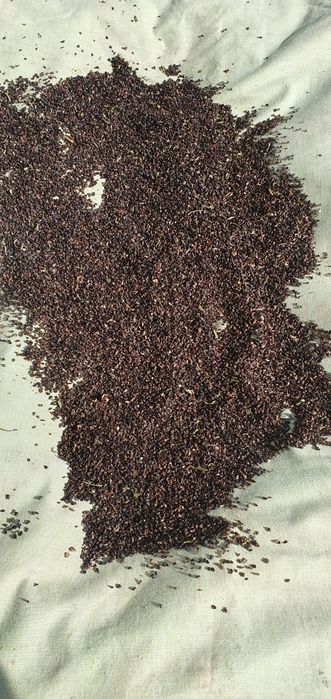 Дельфініум .Насіння (2025р.)