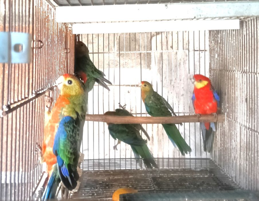 Aves em excelente estado