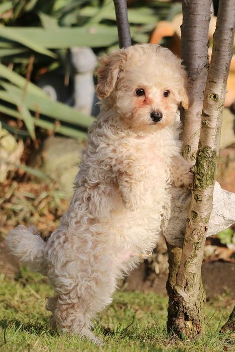 Piękny pudelek toy/miniaturka. Badania rodziców.Kremowy piesek