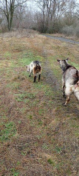 Продам три козочки