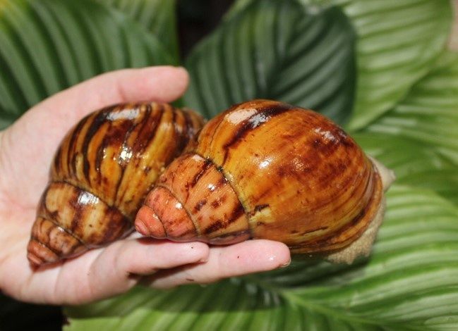 Archachatina marginata suturalis Silver body ślimak afrykański