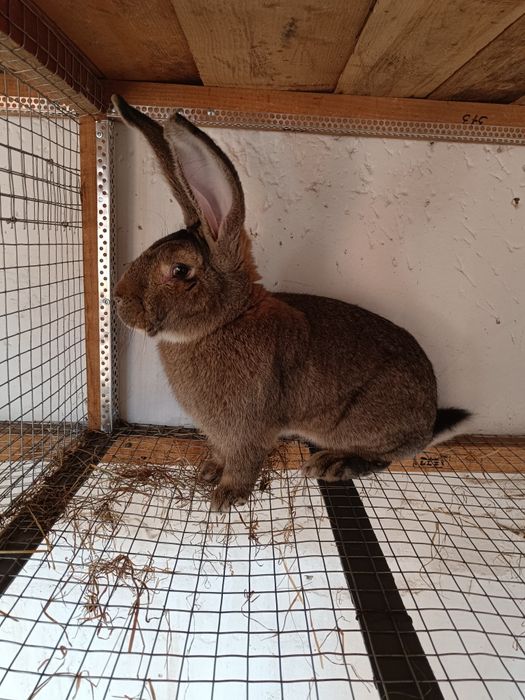 Продам самця бельгійський велитень фландр