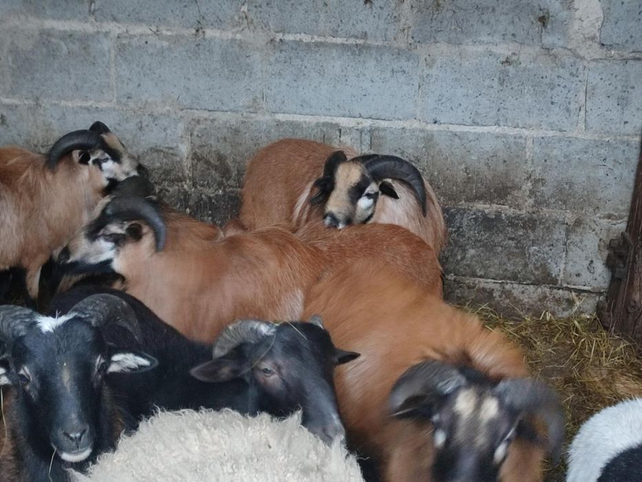 Baranki baranina jagniecina