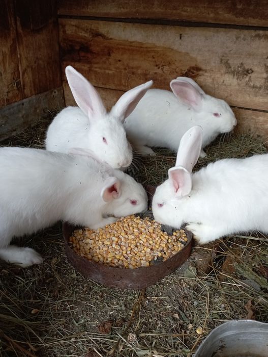 Кролик Білий Панон