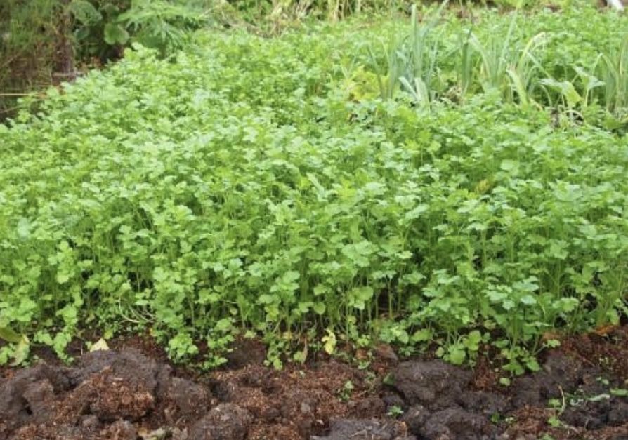 Гірчиця жовта.