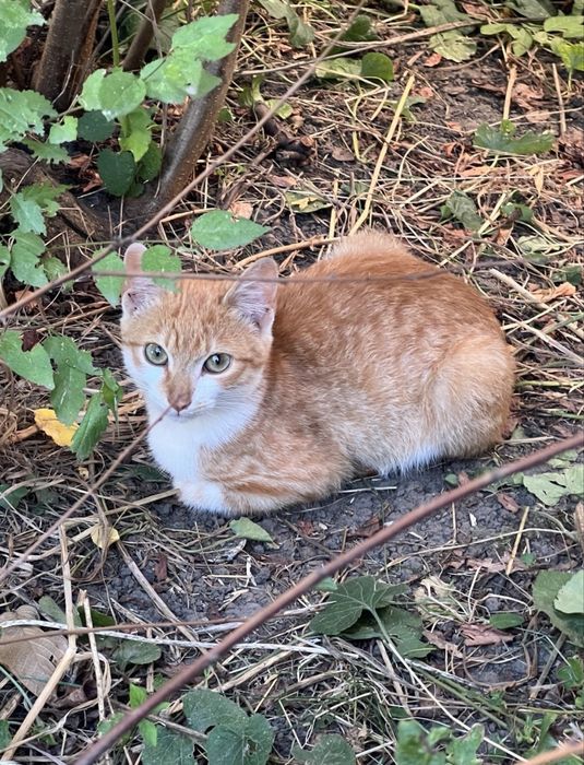 Котики 3 місяці (2 дівчинки та хлопчик)