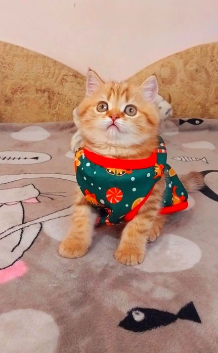 Чарівна крихітка Зеленоока Шотландочка