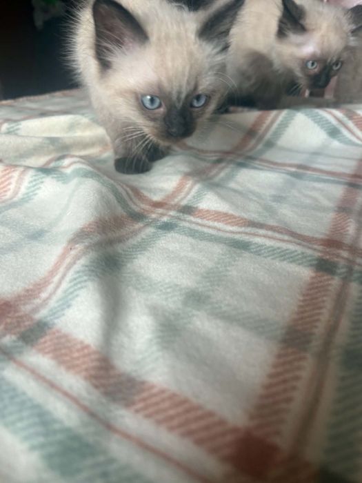 Ragdoll śliczny kocurek