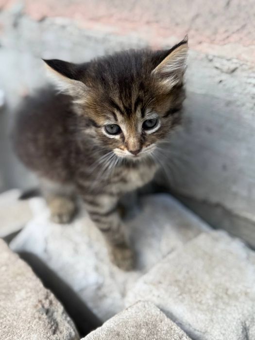 Безкоштовно віддам кошеня дівчинку, 2 місяці