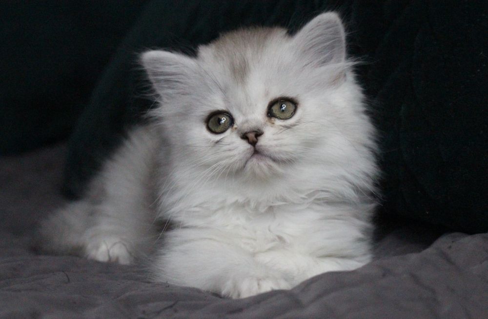 Kotka szkocka prostoucha WCF