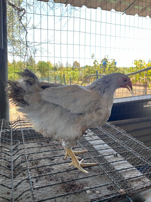 Galos e galinhas descendentes de galo Brahma Perdiz cruzado com poedeiras comerciais