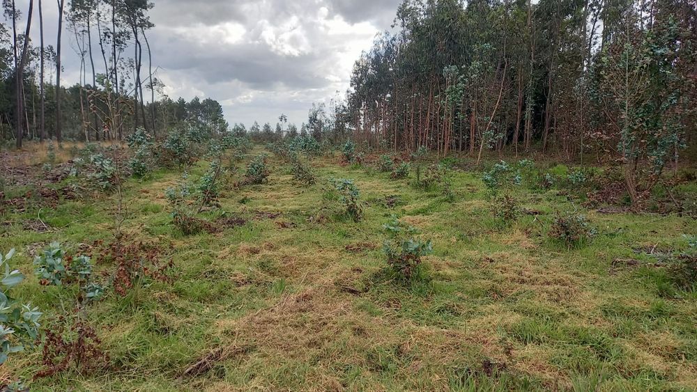 Serviço de limpeza de terrenos (ler descrição)