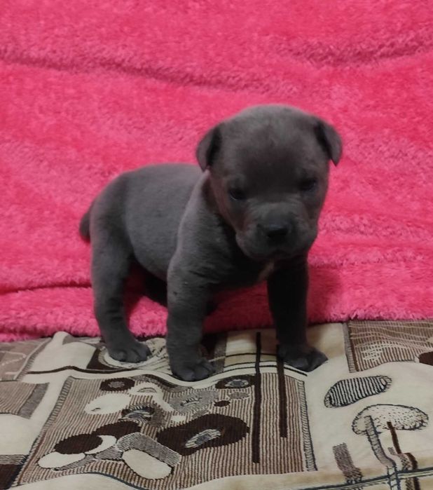 Кане Корсо голубого окраса с родословной. Чистокровные за пол цены.