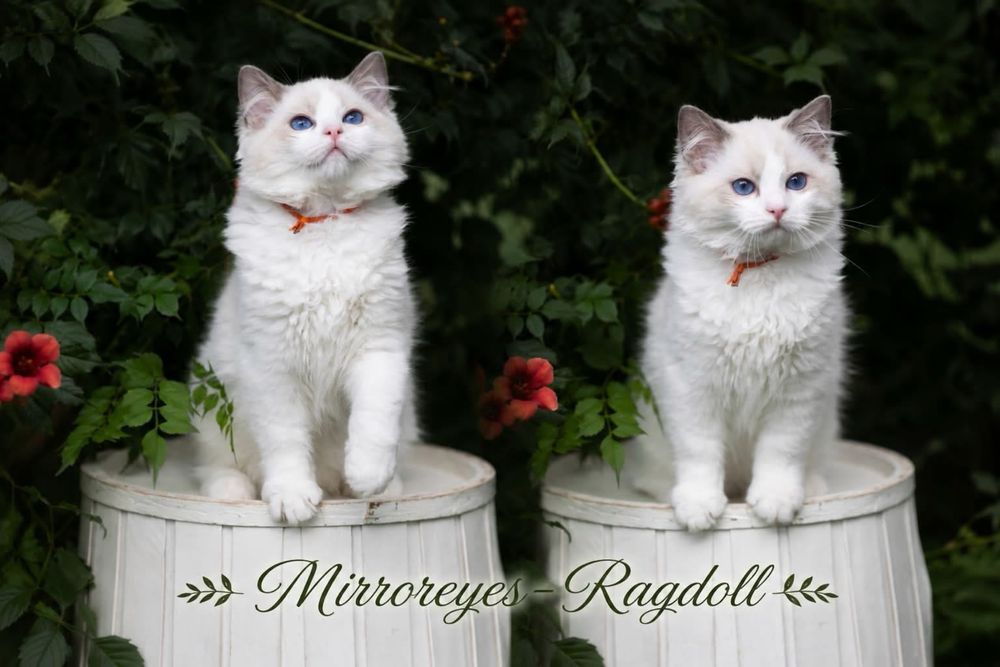 Śliczny ragdollek