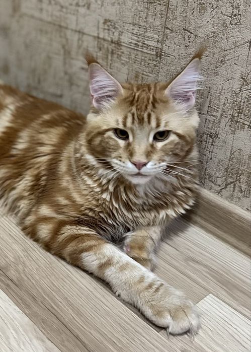 скидки новогодние мейнкуны с документами,вакцинированы,разные окрасы