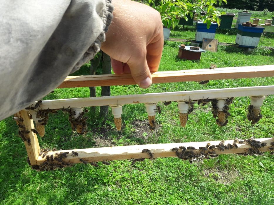 Odkłady Wielkopolski, Dadant