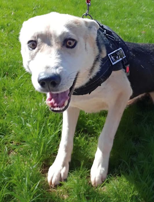 Kochany, młody i śliczny pies do adopcji