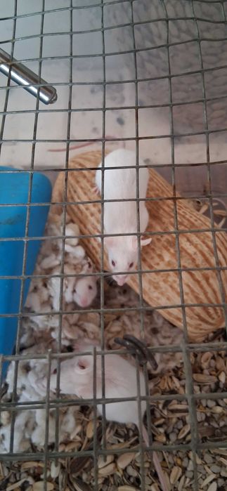 Tenho ratinhos brancos de estimação para venda 5€ cada um