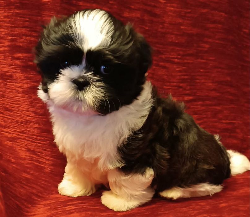 Cudowny szczeniak SHIH-TZU piesek