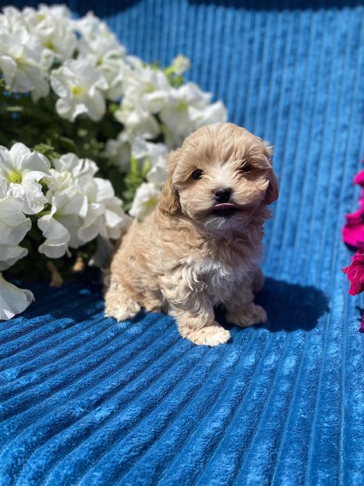 Карамельні міні мальтипу ф1