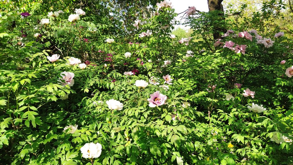 Піон деревовидний