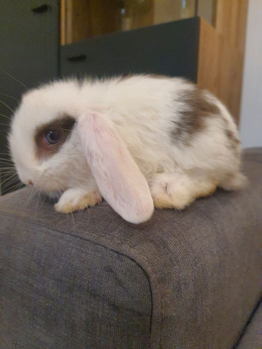 Króliki baranek miniaturka karzełek mini lop. Cena CAŁKOWITA.