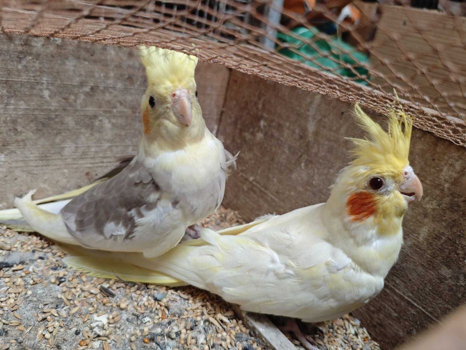 Caturras CASAL muito bonitas
