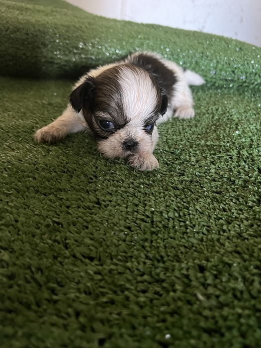 Shi-tzu excelente  macho pequenino