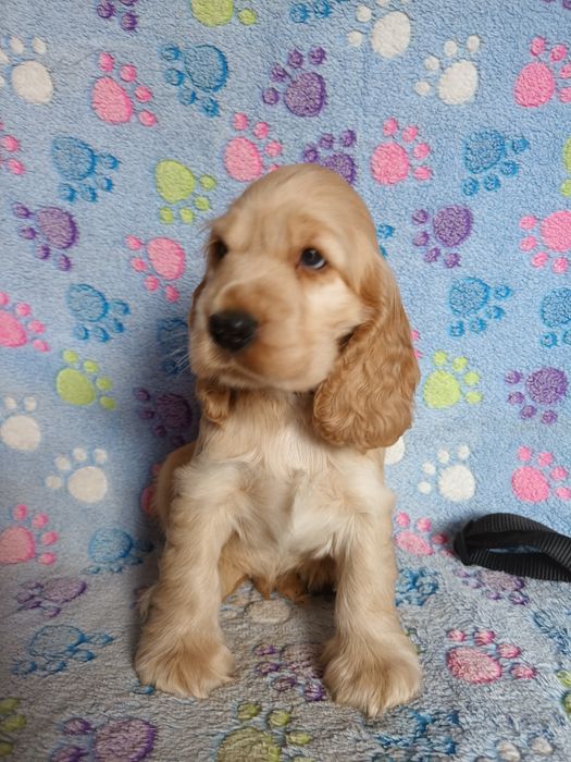 Cocker spaniel angielski złoty chłopczyk