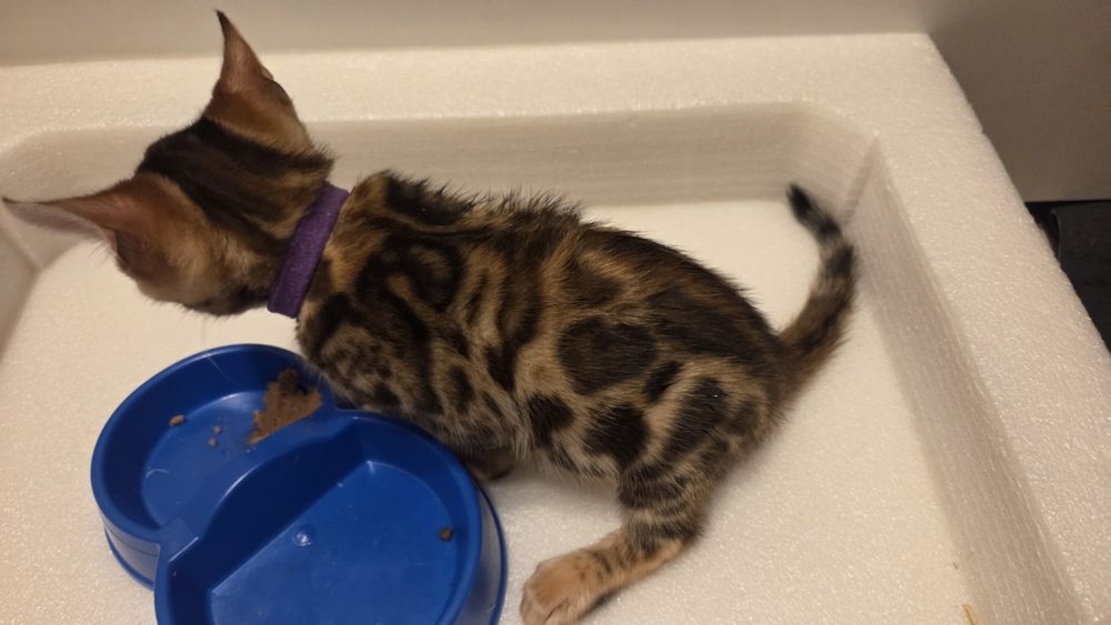 Котенок бенгал мальчик, Бенгальский чистокровный, готовый к перезду