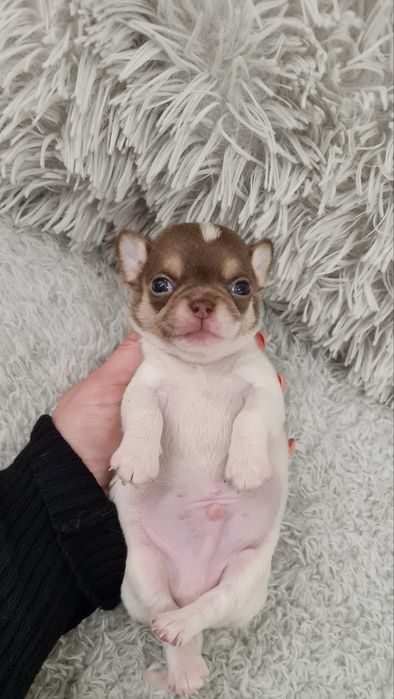 Excelente menino mini mini chihuahua/chiuaua linhagem Russa.Qualidd