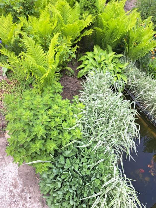 Квіти, багаторічники, 8 різних на 160грн!