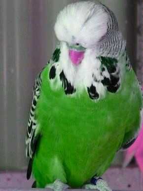 Vendo kit casal de  piriquitos