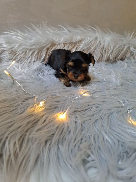 Mini Yorkshire terrier  xxxs (dziewczynka)