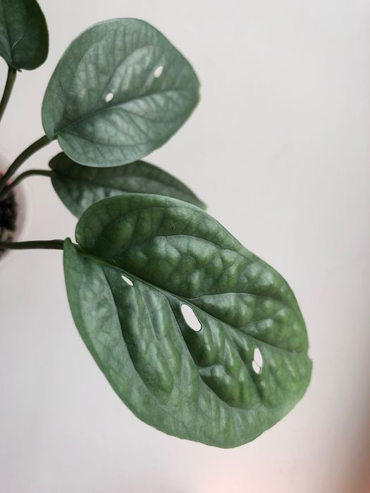 Амідріум медіум. Монстера Спайдермен. Амідріум блу.